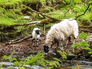 Lake District sheep