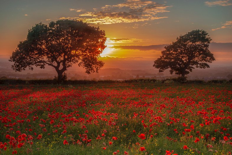Poppies